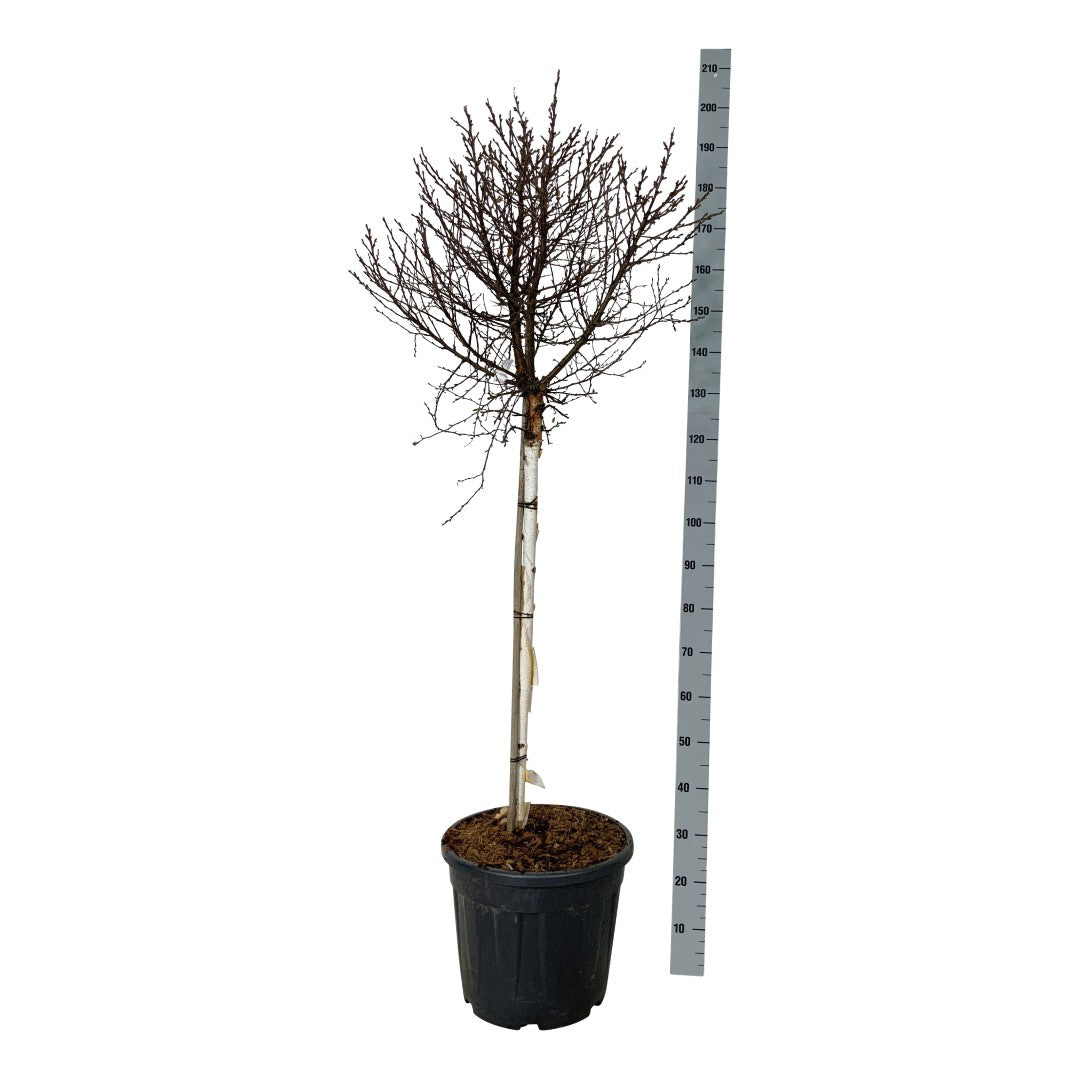 Betula pendula &
