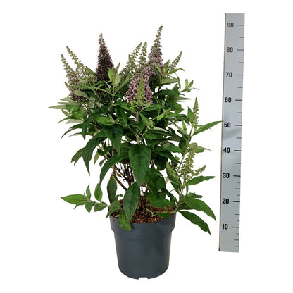 Buddleja davidii &