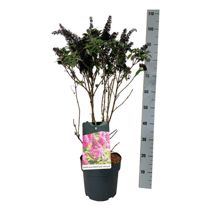Buddleja d. &