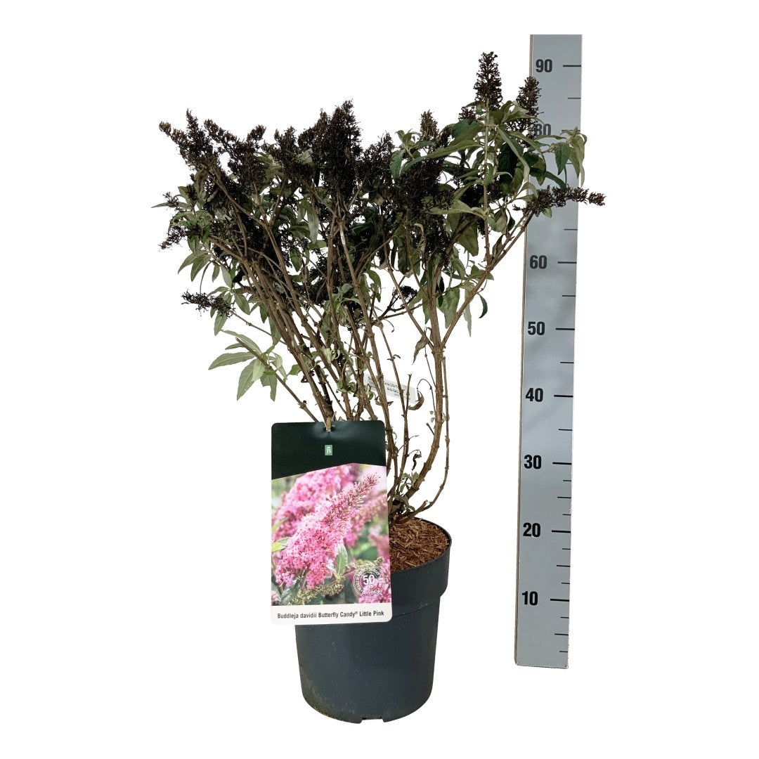 Buddleja davidii &