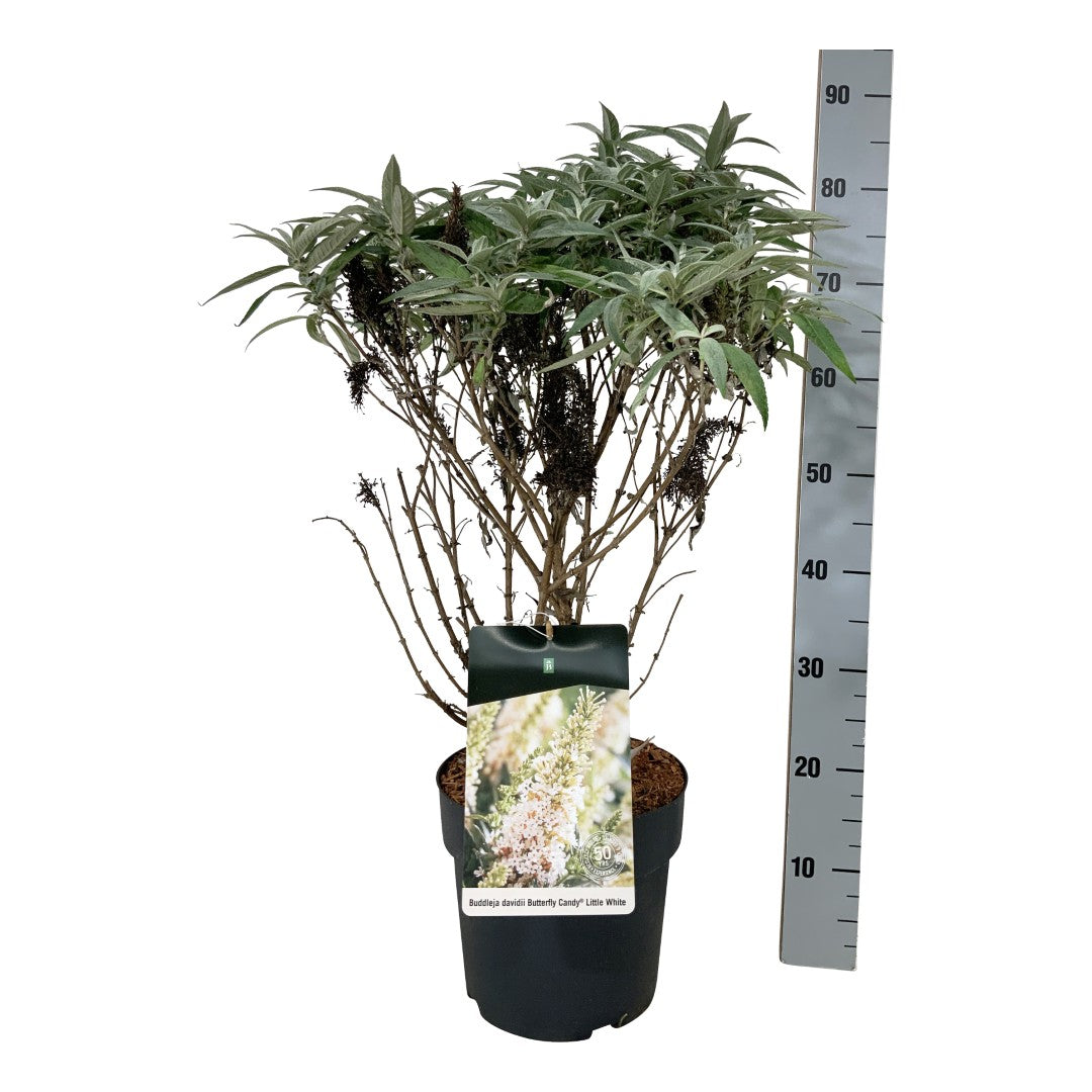 Buddleja davidii &