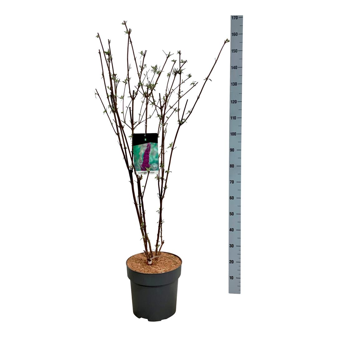 Buddleja davidii &