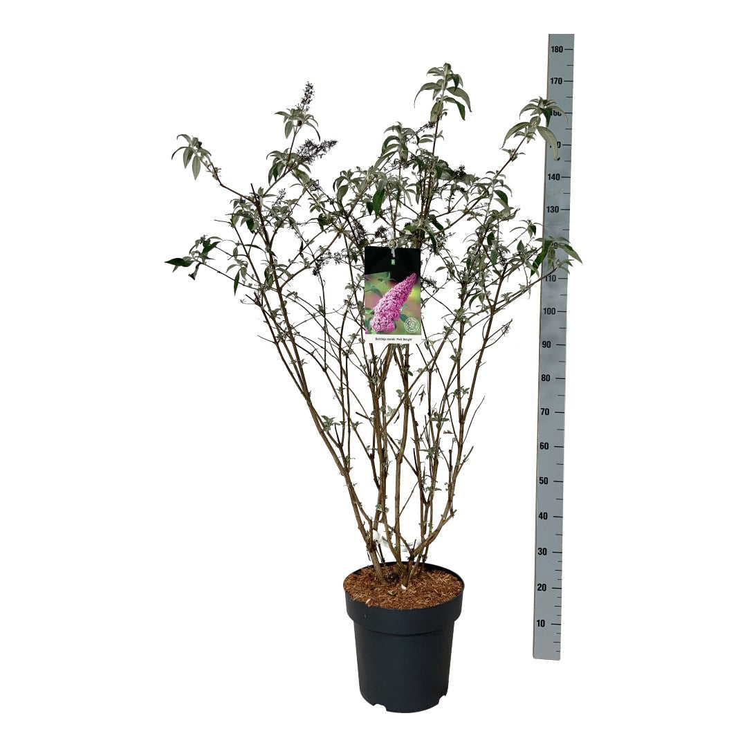 Buddleja davidii &