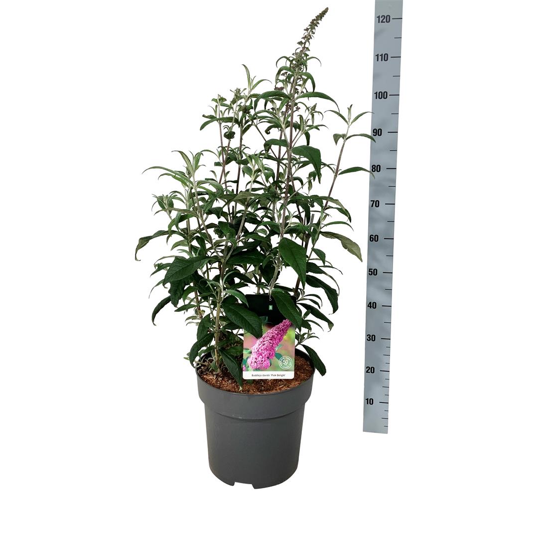 Buddleja d. &