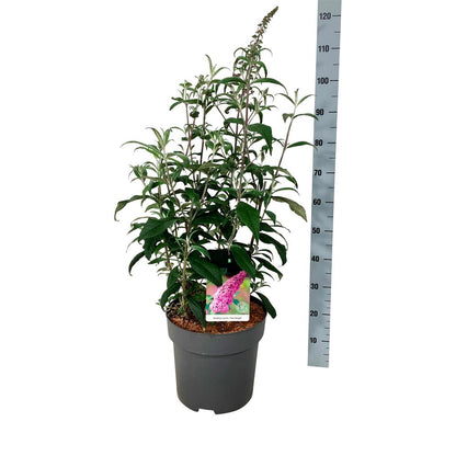 Buddleja d. &