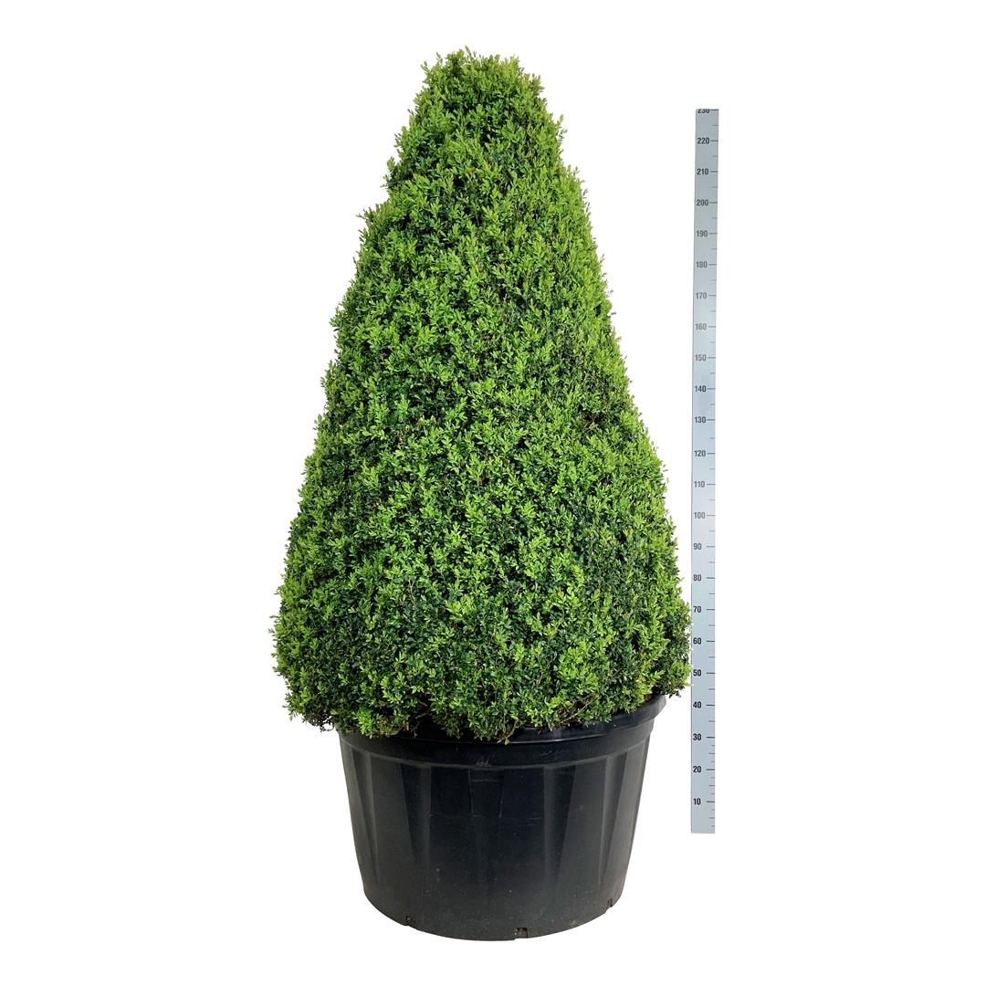 Buxus sempervirens 150-175 cm pyramid C285