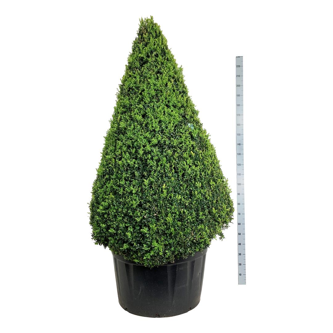 Buxus sempervirens kon 175-200 cm C290 (290 liters kruka)