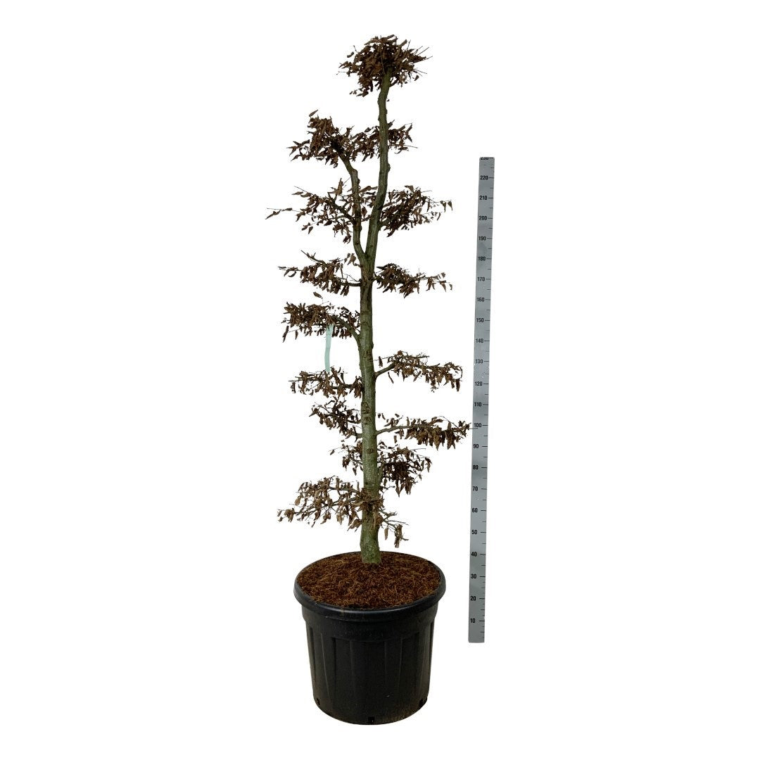 Carpinus betulus Bonsai 175-200 cm C90 (90 liters kruka)