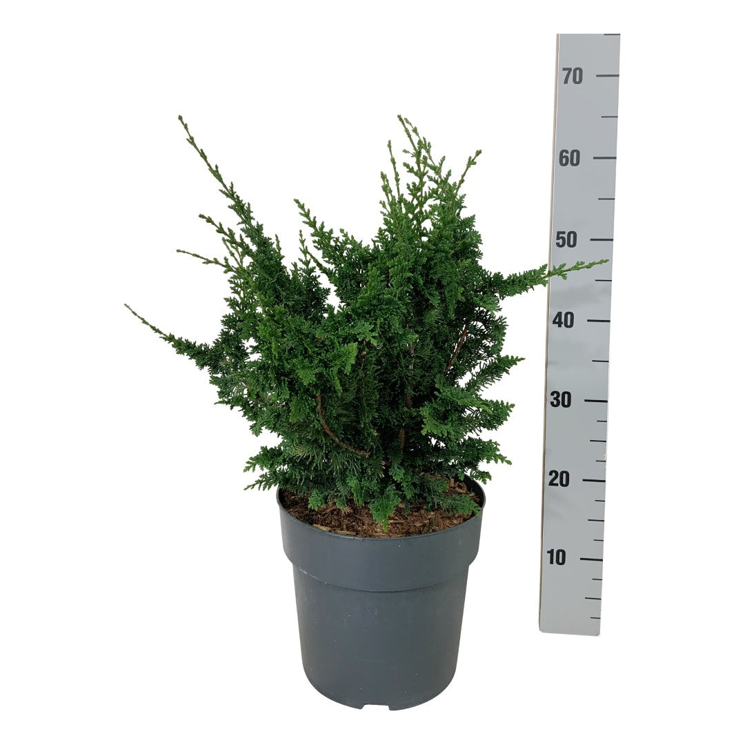 Chamaecyparis obtusa &