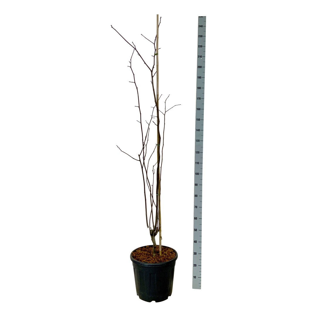 Cladrastis kentukea 80-100 cm rotklump