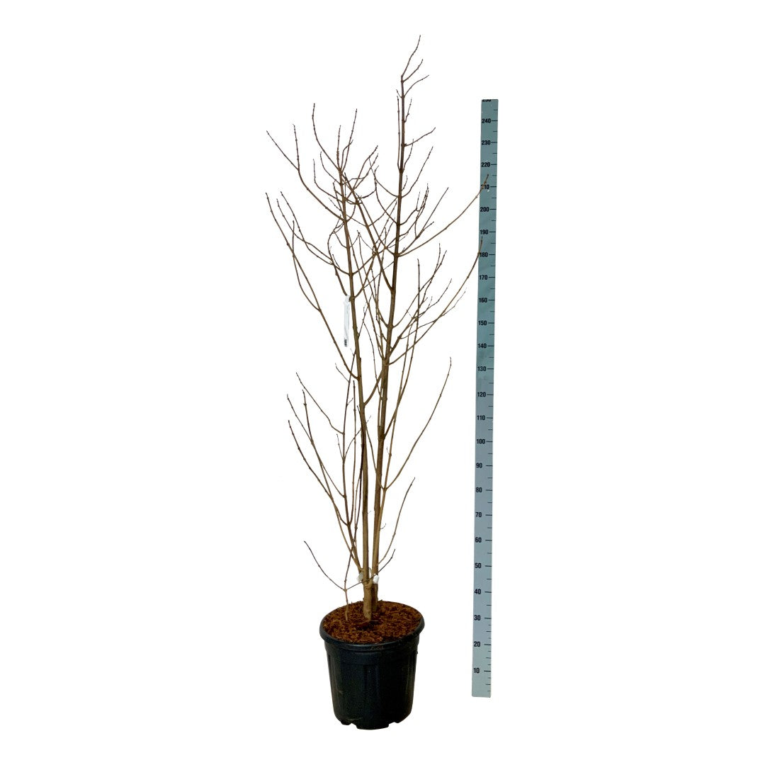 Clerodendrum trichotomum fargesii C4 (4 liters kruka) / 21 cm kruka 60-80 cm