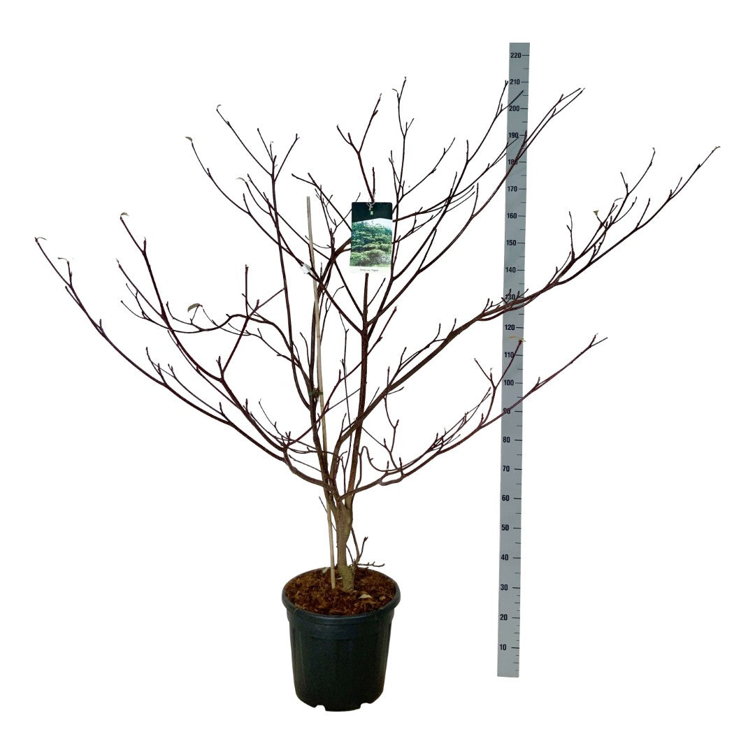 Cornus contr. &