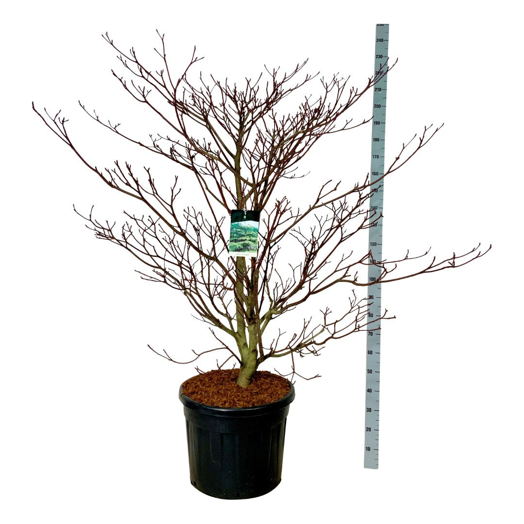 Cornus controversa &