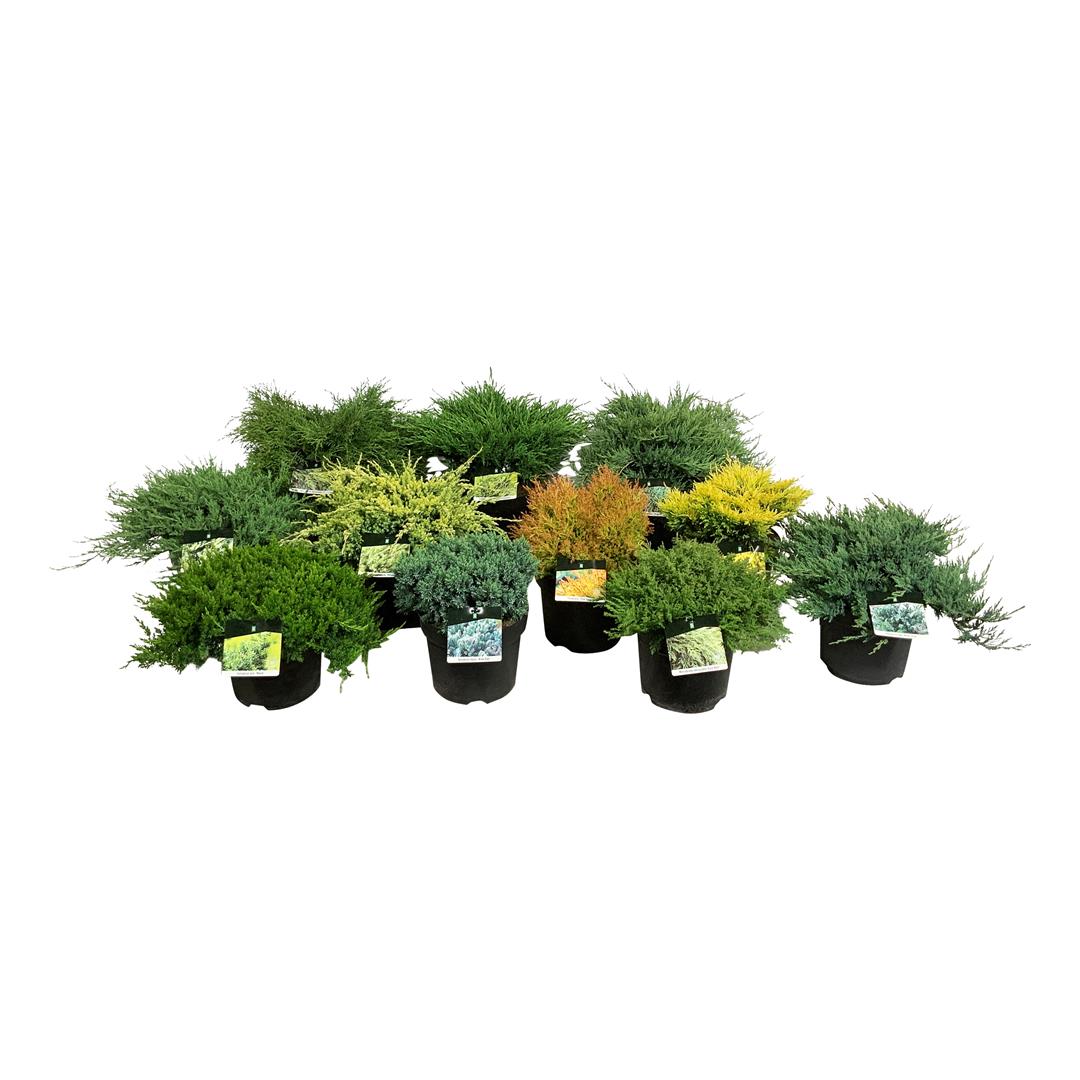 Barrväxter, mix av sorter C7,5 (7,5 liters kruka) 30-40 cm