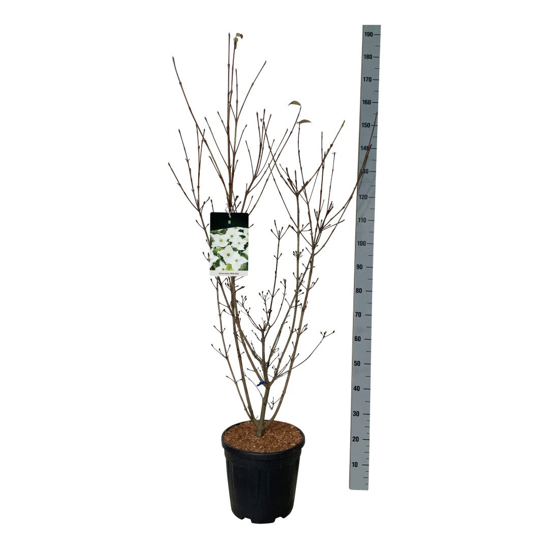 Cornus kousa &