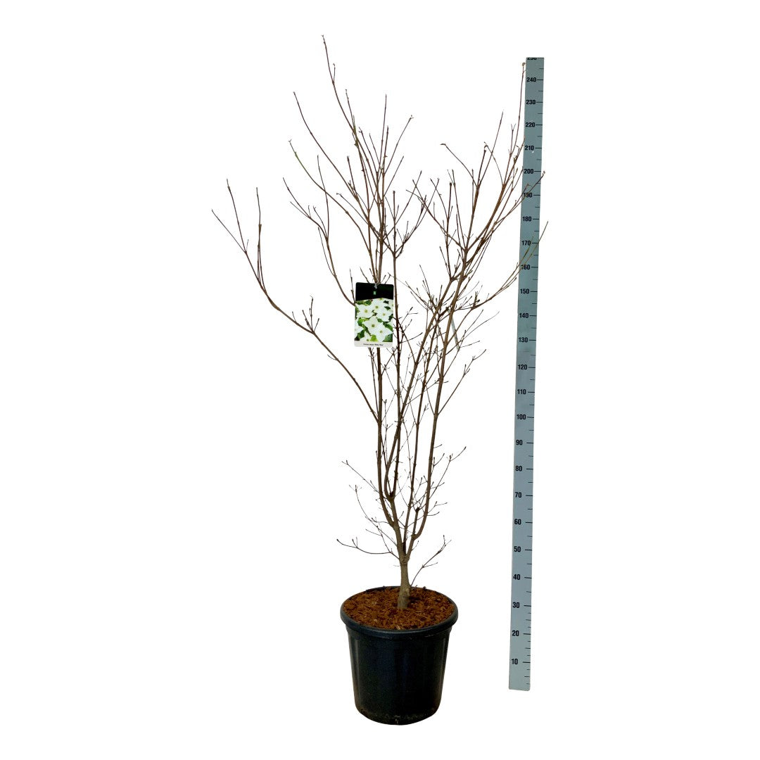 Cornus kousa &