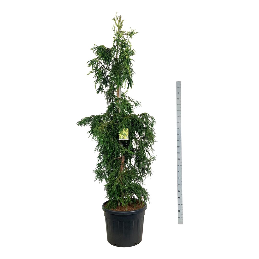 Cryptomeria japonica &