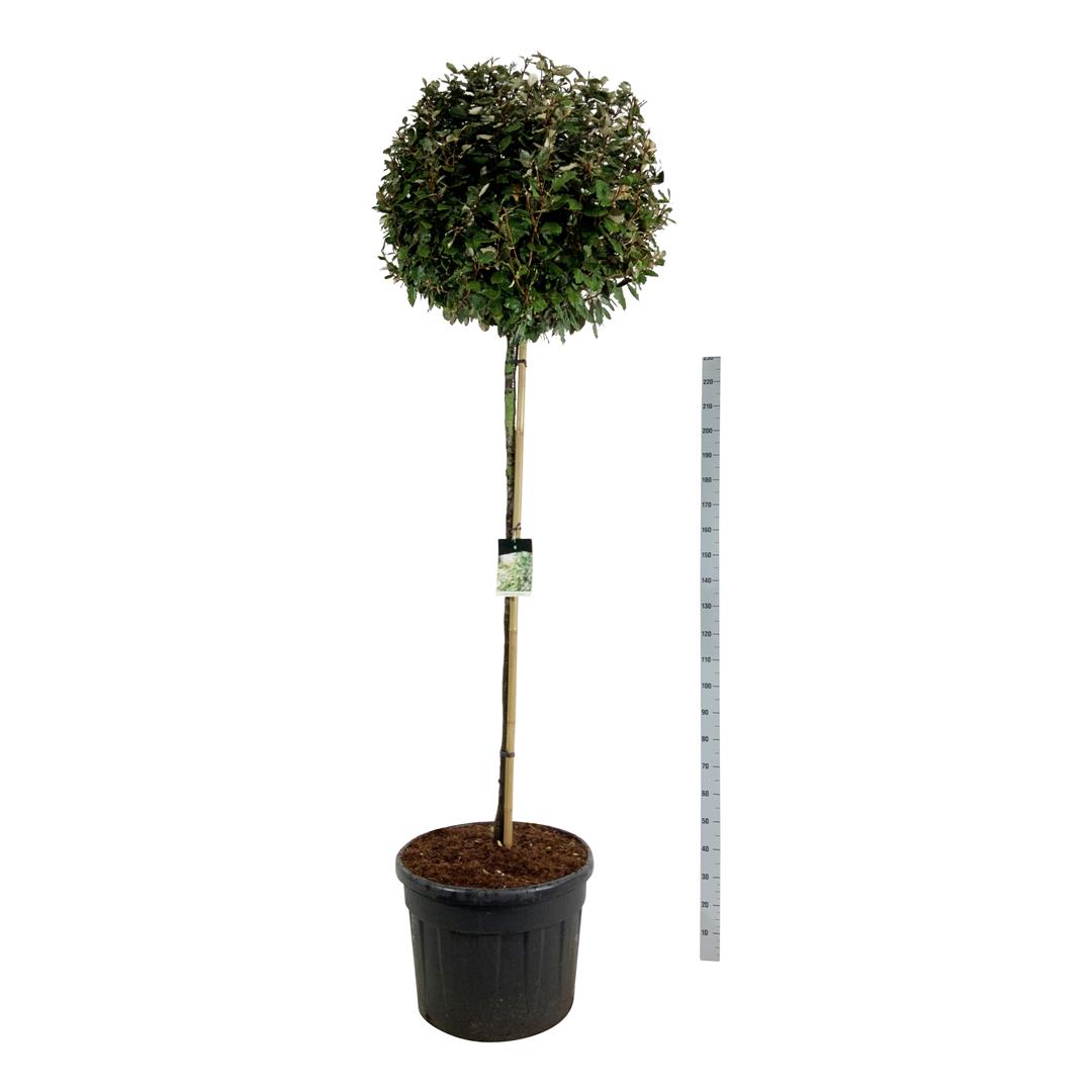 Elaeagnus ebb. &