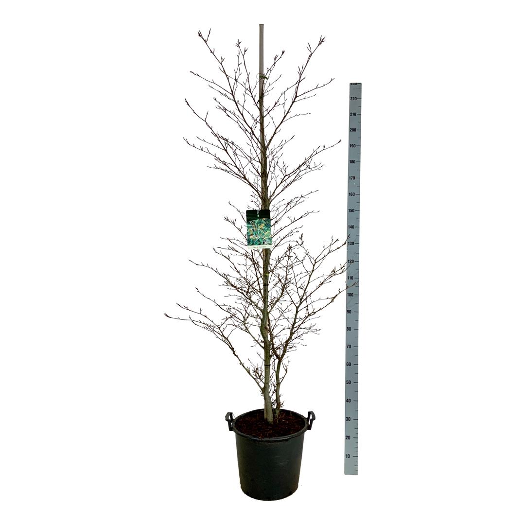 Fagus sylvatica &