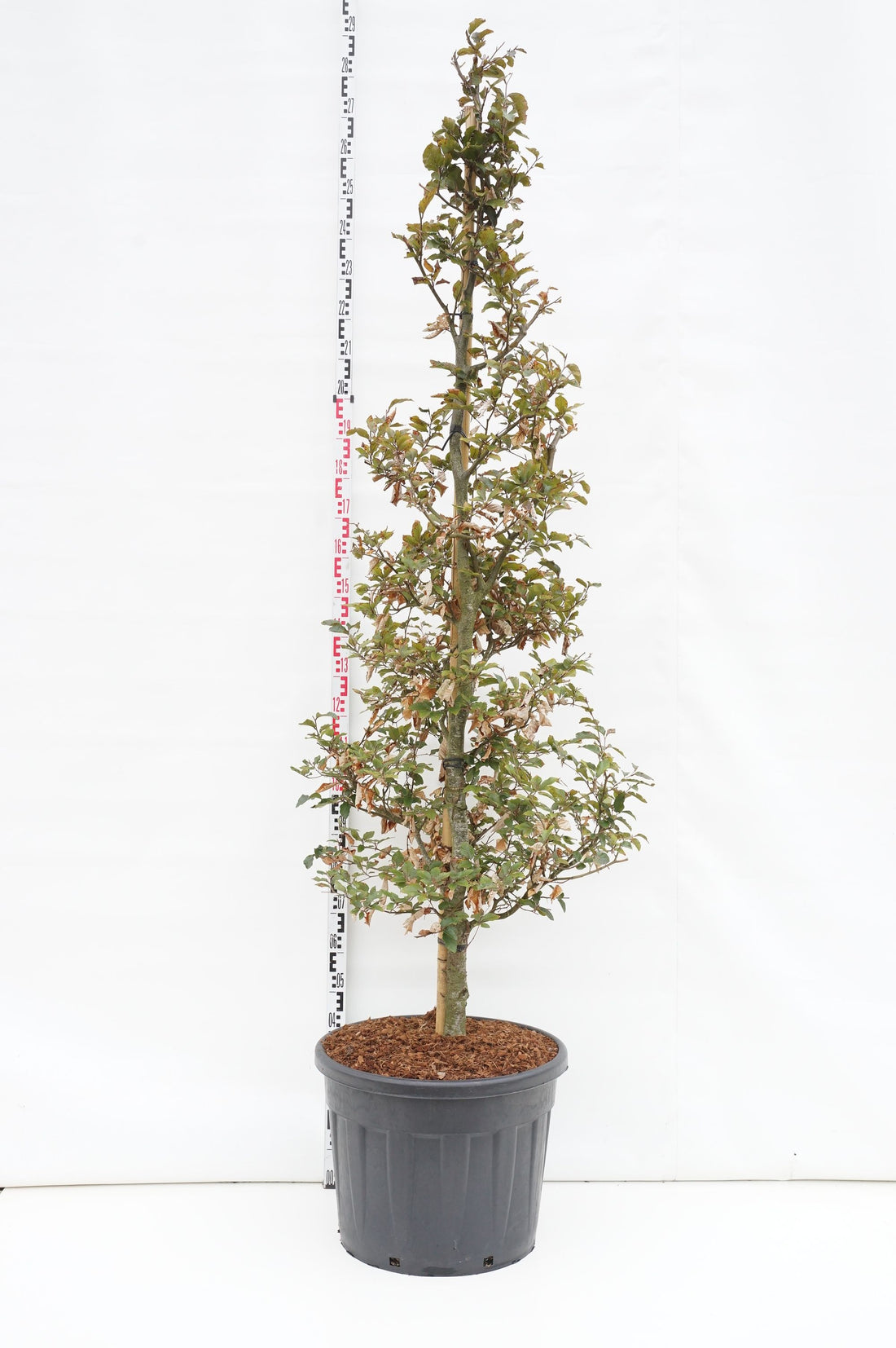 Fagus syl. &