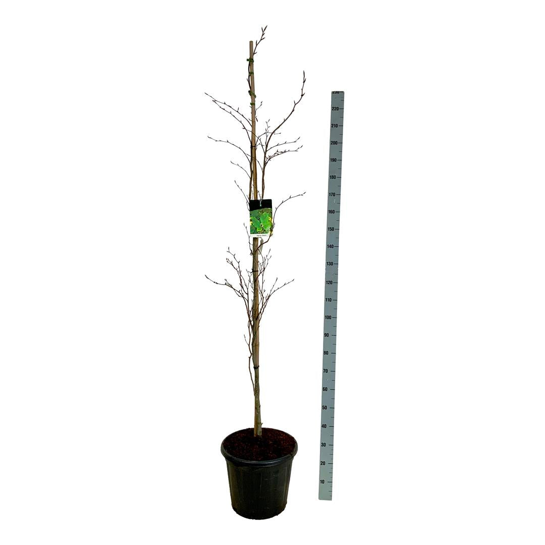 Pelarbok - Fagus syl. &