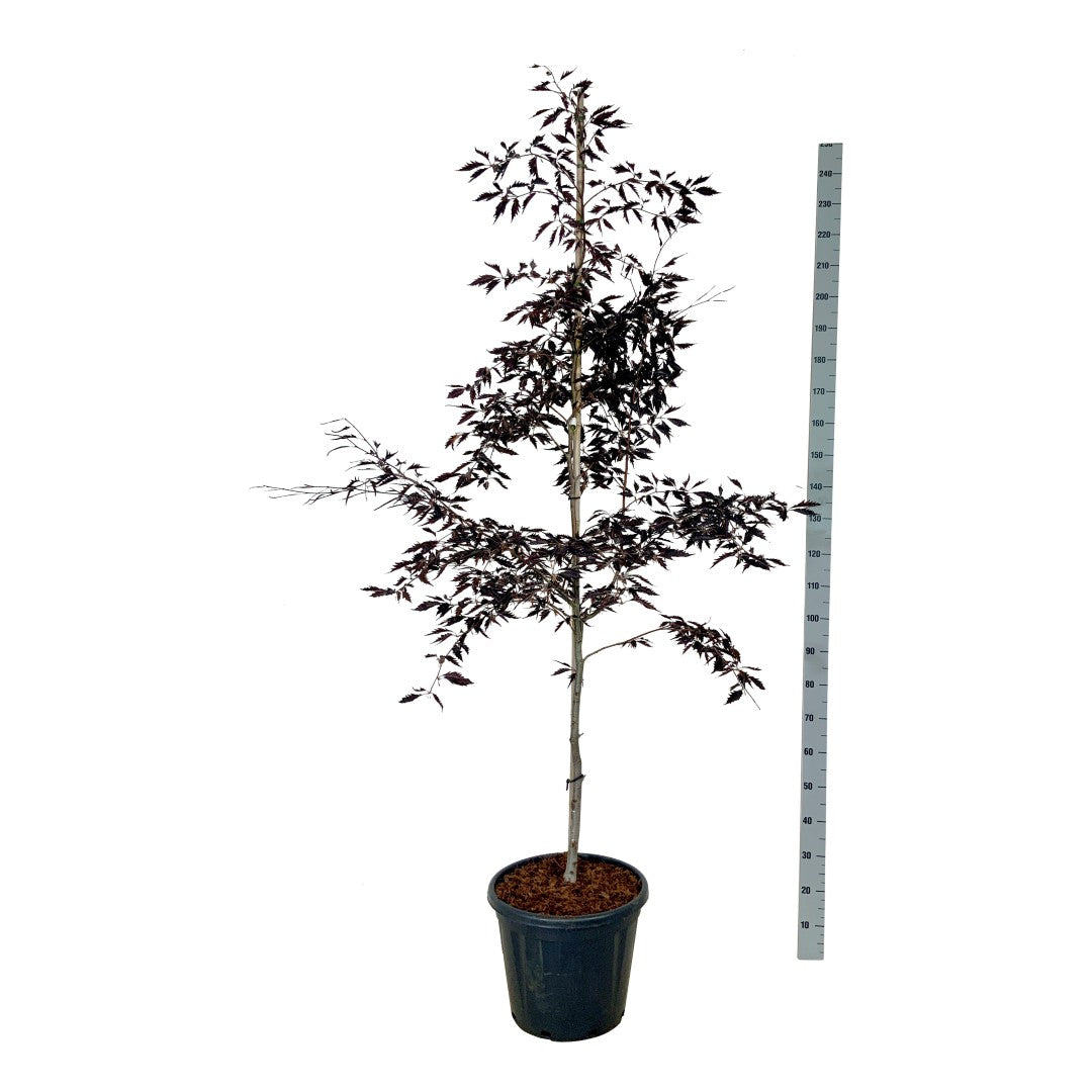 Fagus sylv. &