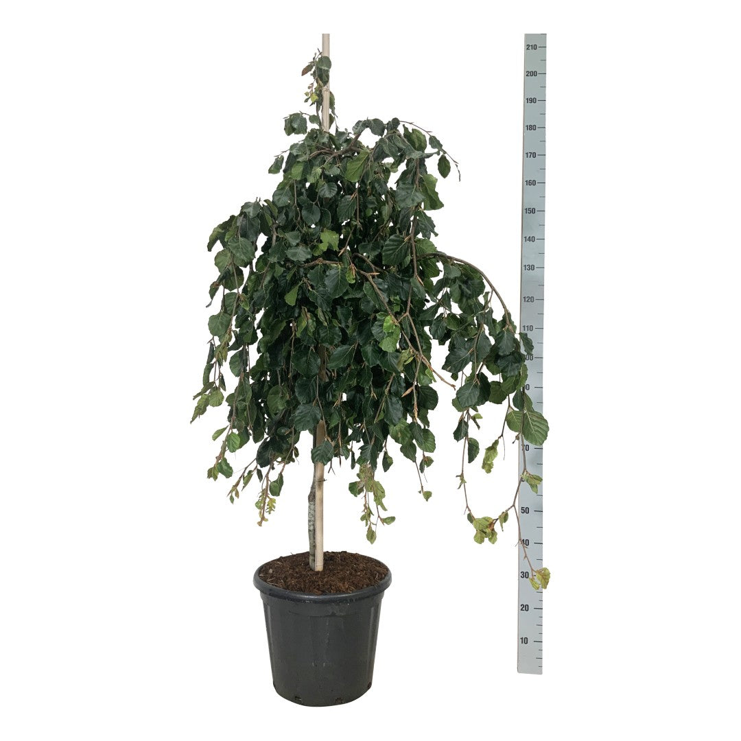 Fagus syl. &