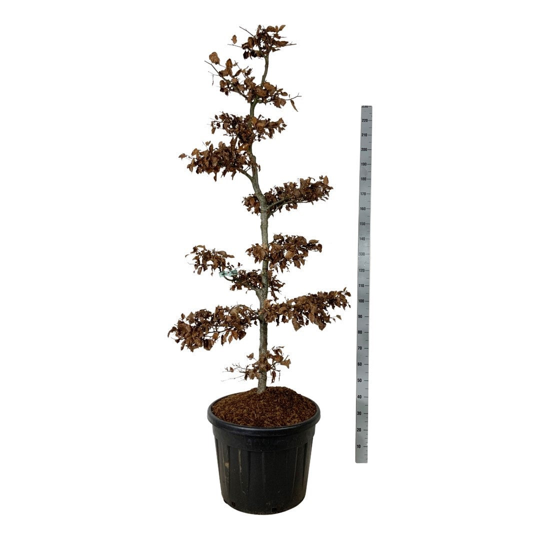 Fagus sylvatica BONSAI 175-200 cm C90 (90 liters kruka)