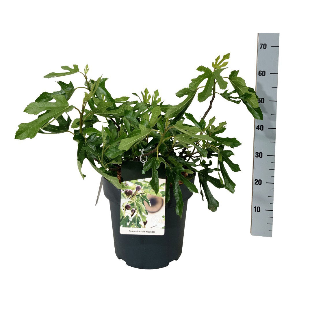 Ficus car. &
