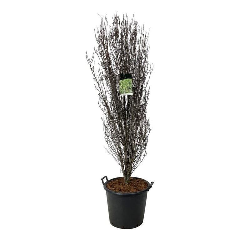 Frangula alnus &
