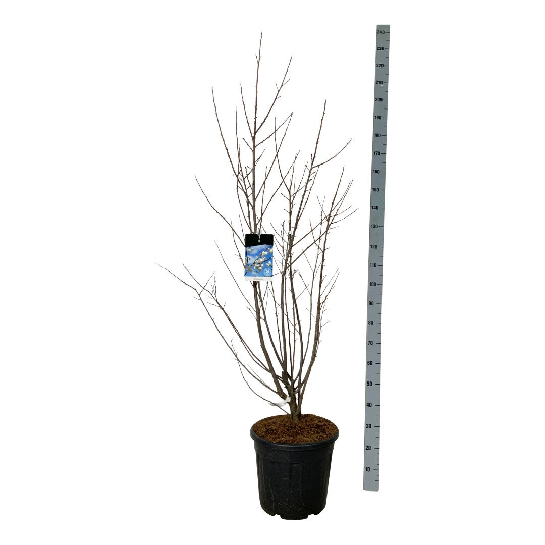 Halesia carolina 4-6 cm stam C25 (25 liters kruka)