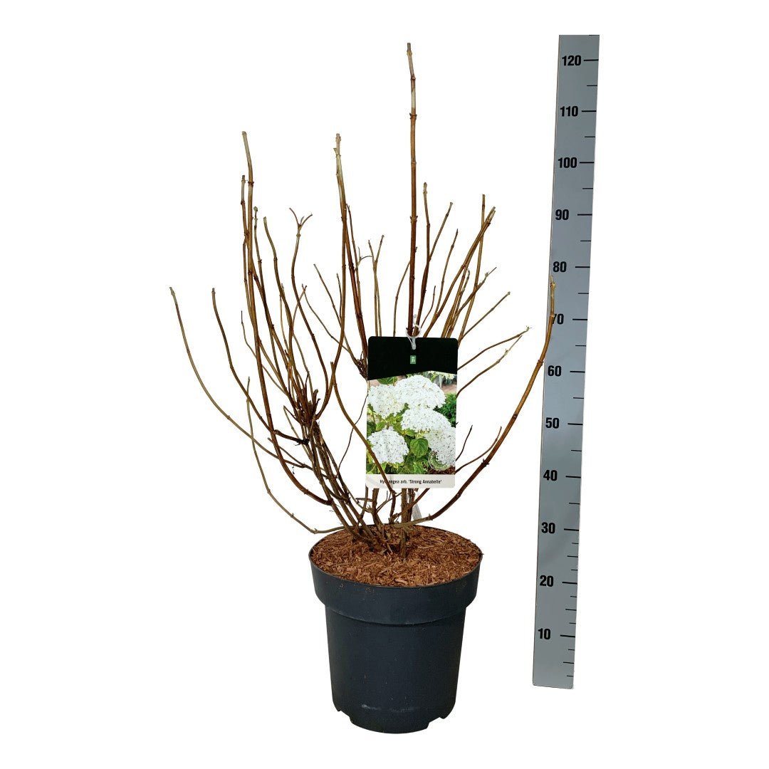 Hydrangea arborescens &