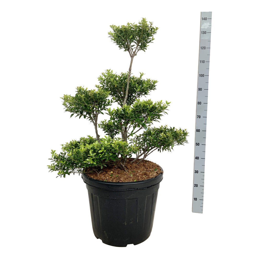Ilex crenata &