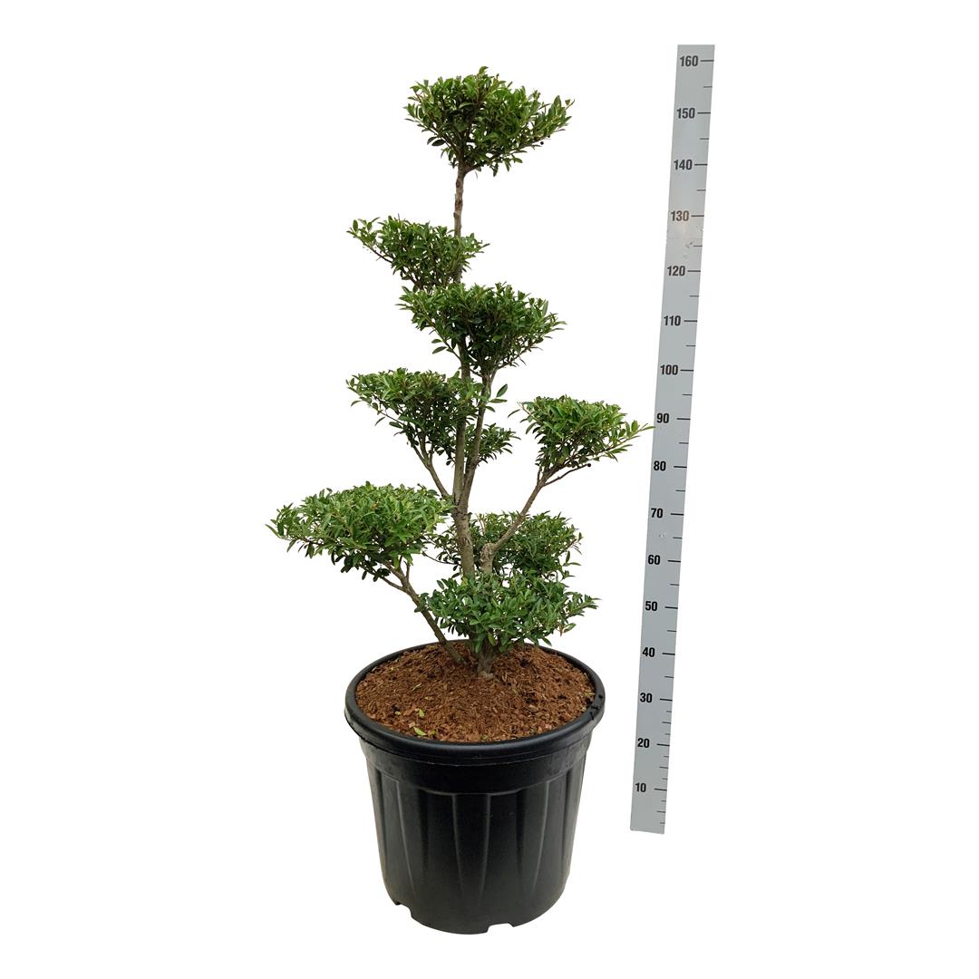 Ilex crenata &