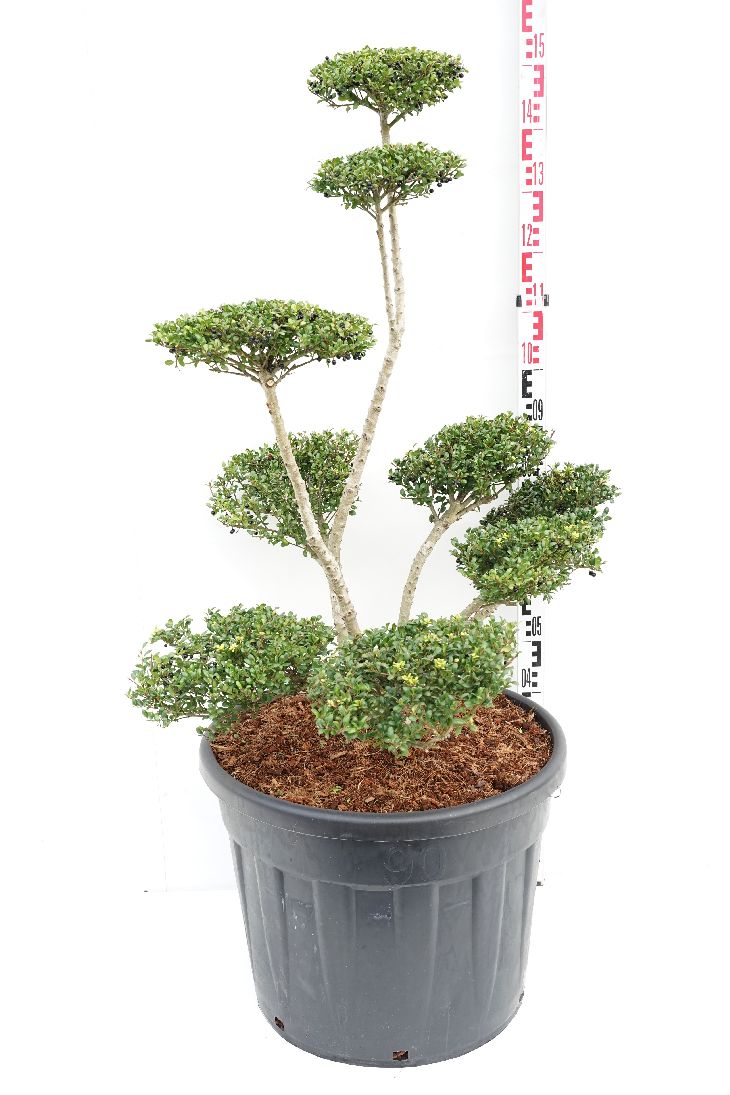 Ilex crenata &