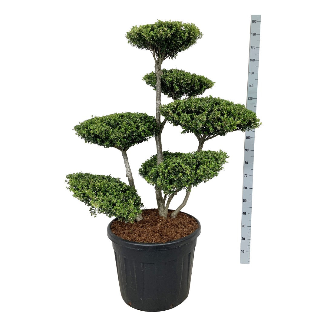 Ilex crenata &