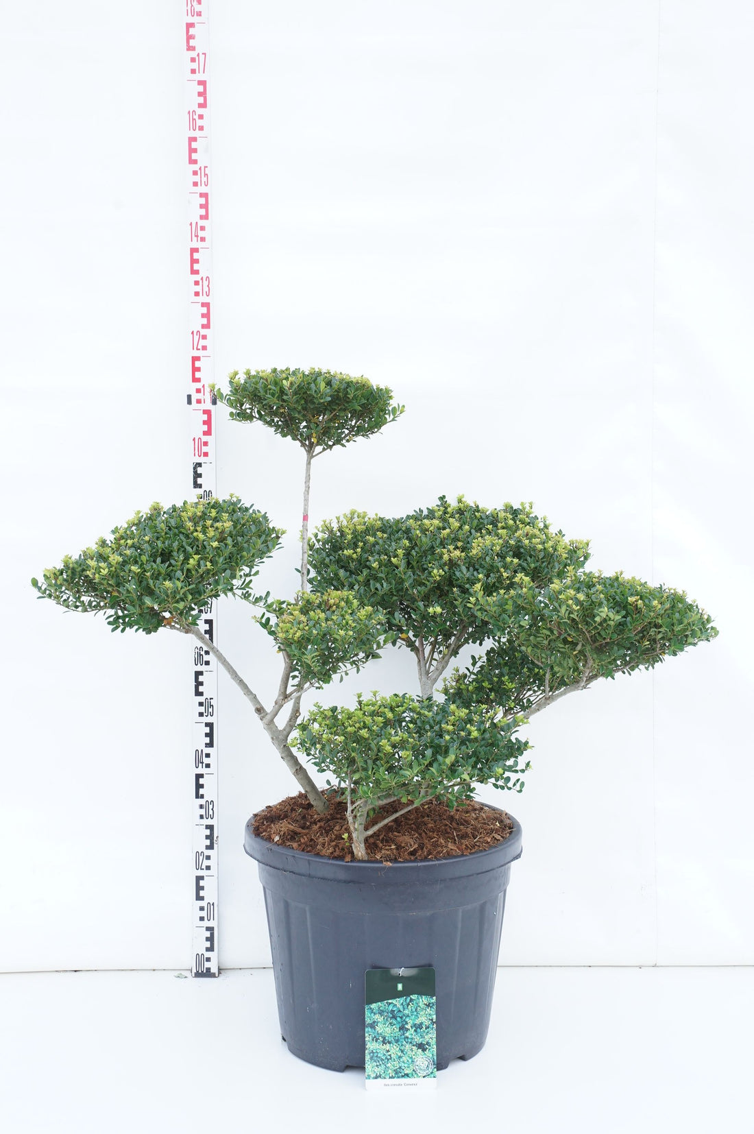 Ilex crenata &