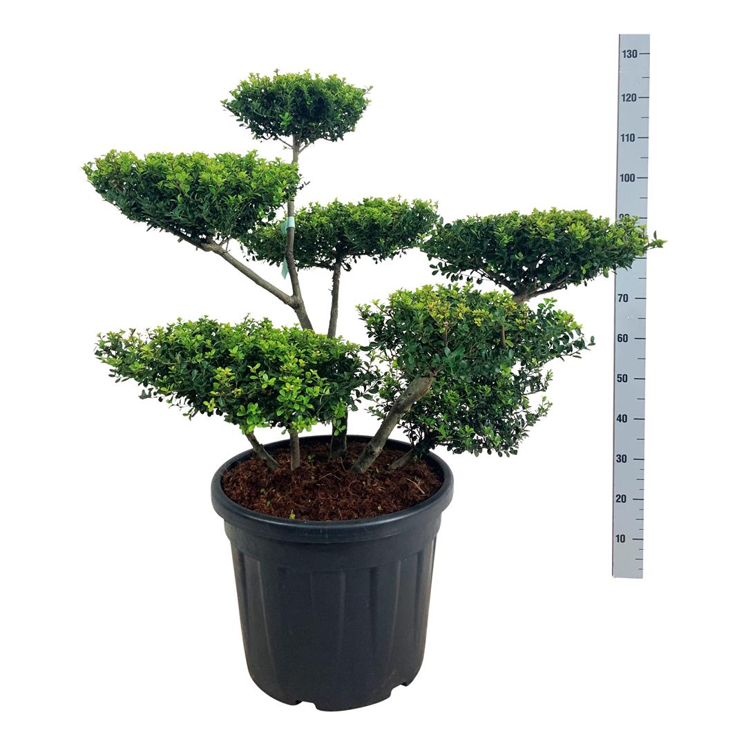 Ilex crenata &