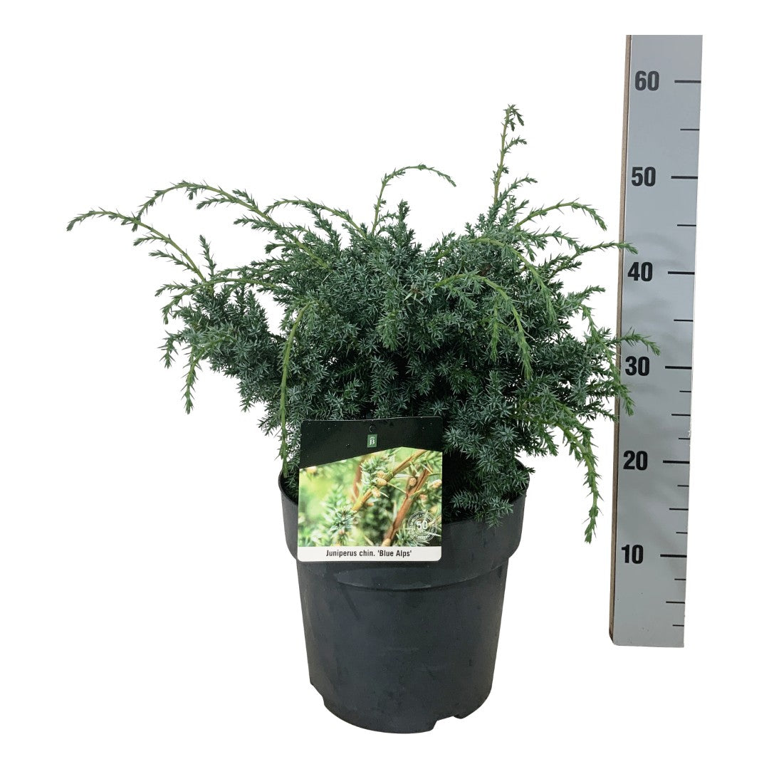 Juniperus chinensis &