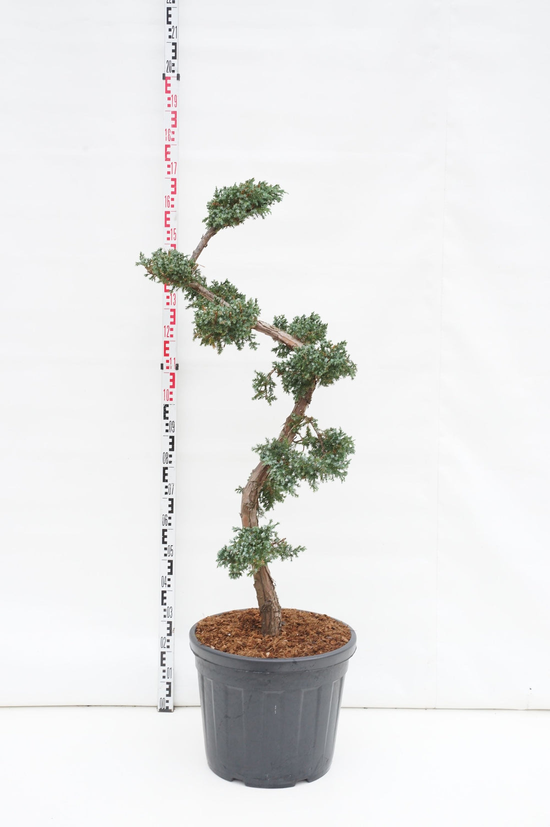 Juniperus chin. &