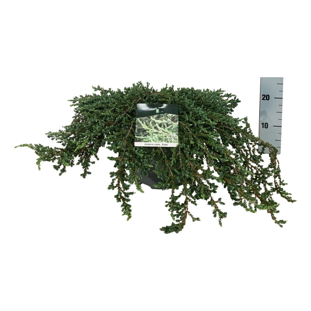 Juniperus communis &