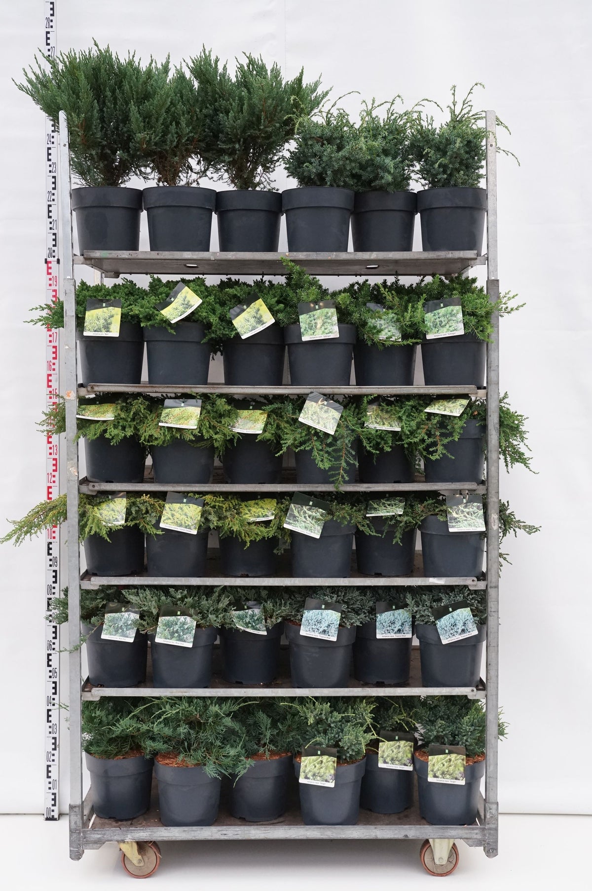 Juniperus i sorter C1/P13 15–20 cm