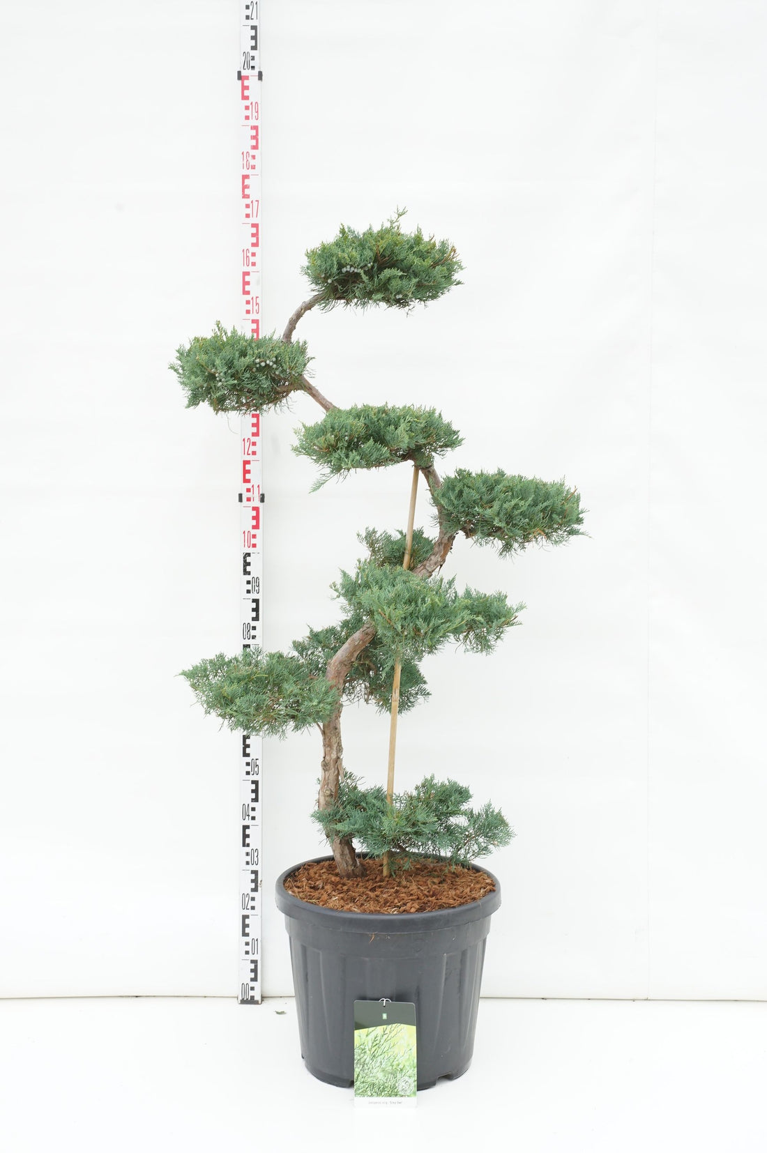Juniperus virg. &