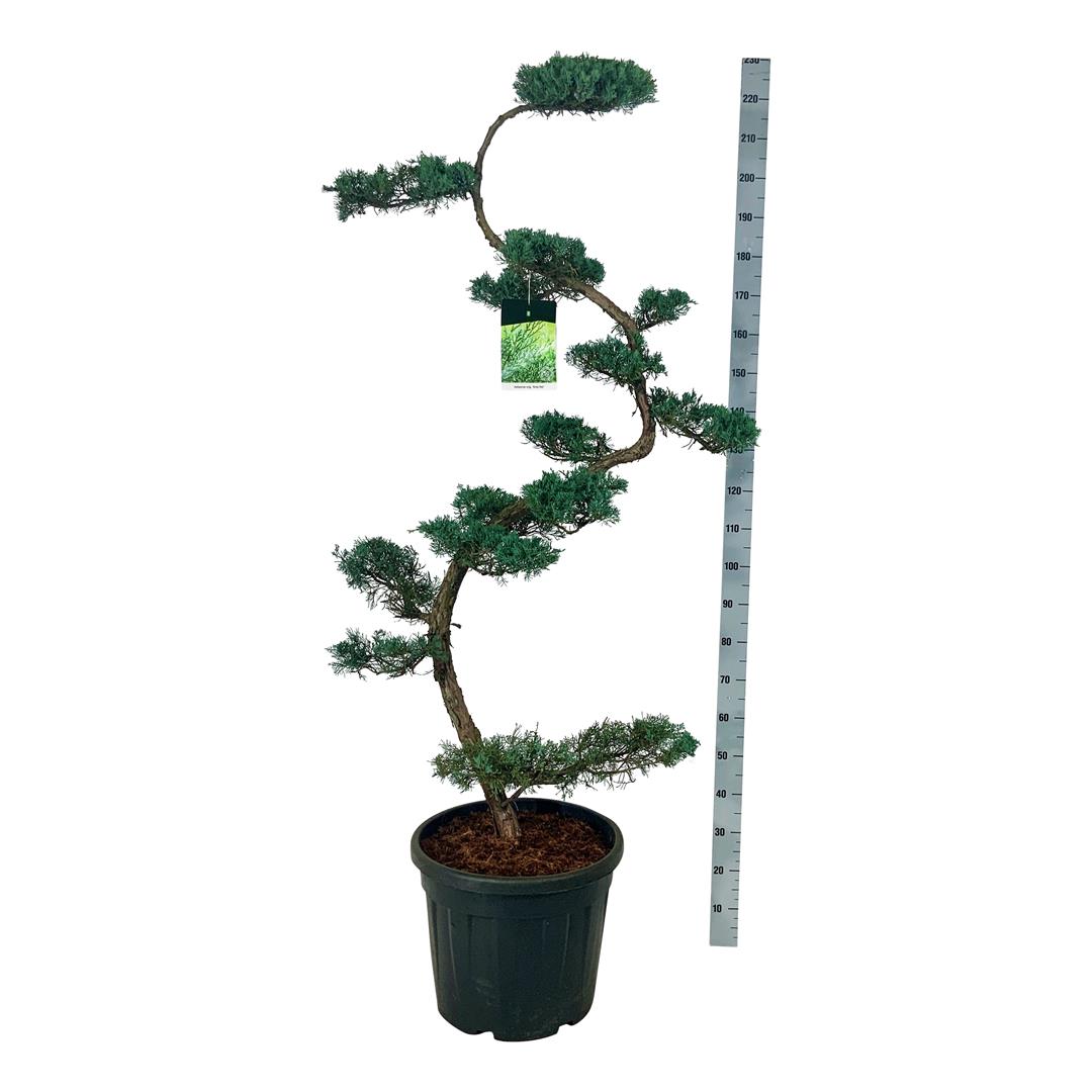 Juniperus virg. &