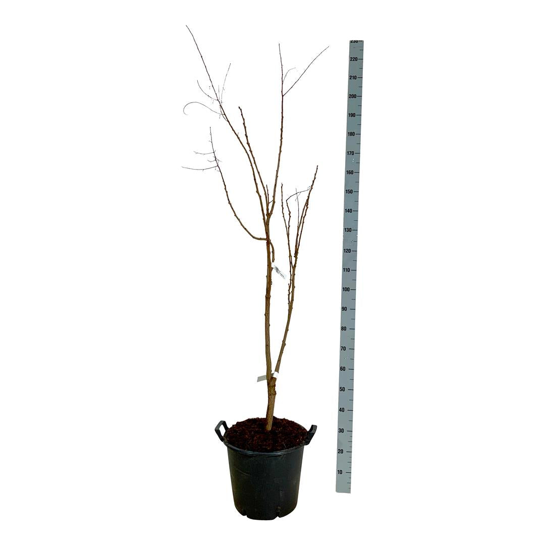 Koelreuteria paniculata C30 (30 liters kruka) 150-175 cm Extra