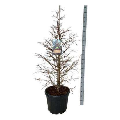 Metasequoia glypt. &