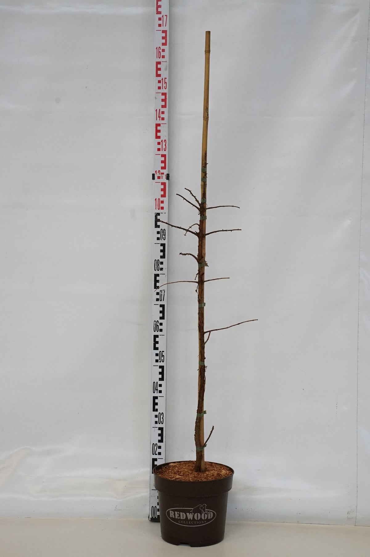 Metasequoia glypt. &