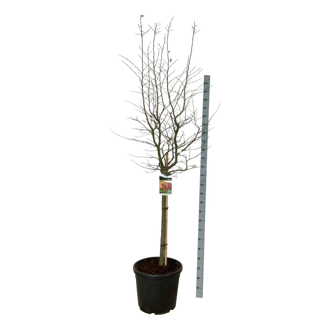 Parrotia persica &