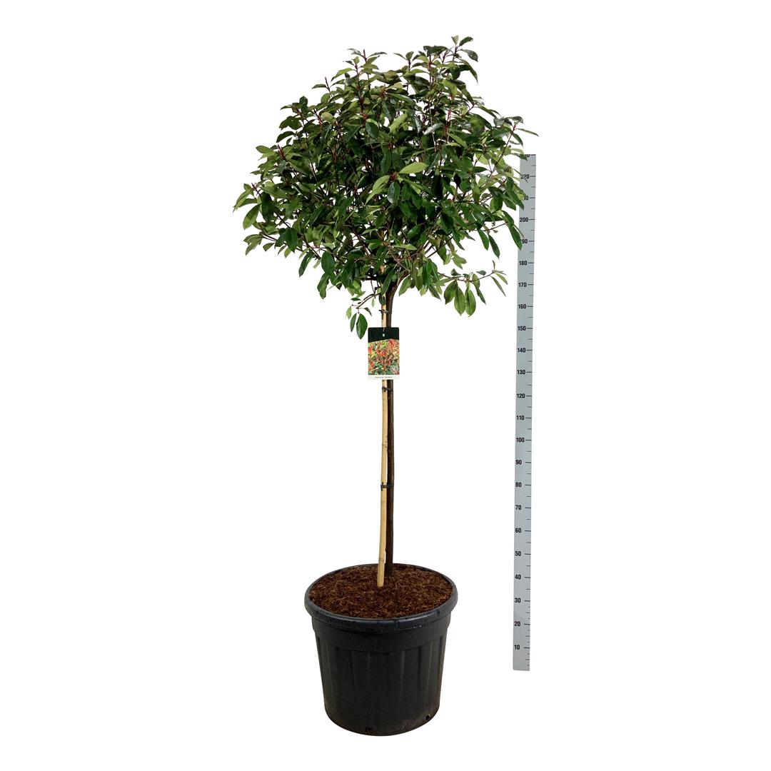 Photinia fraseri &