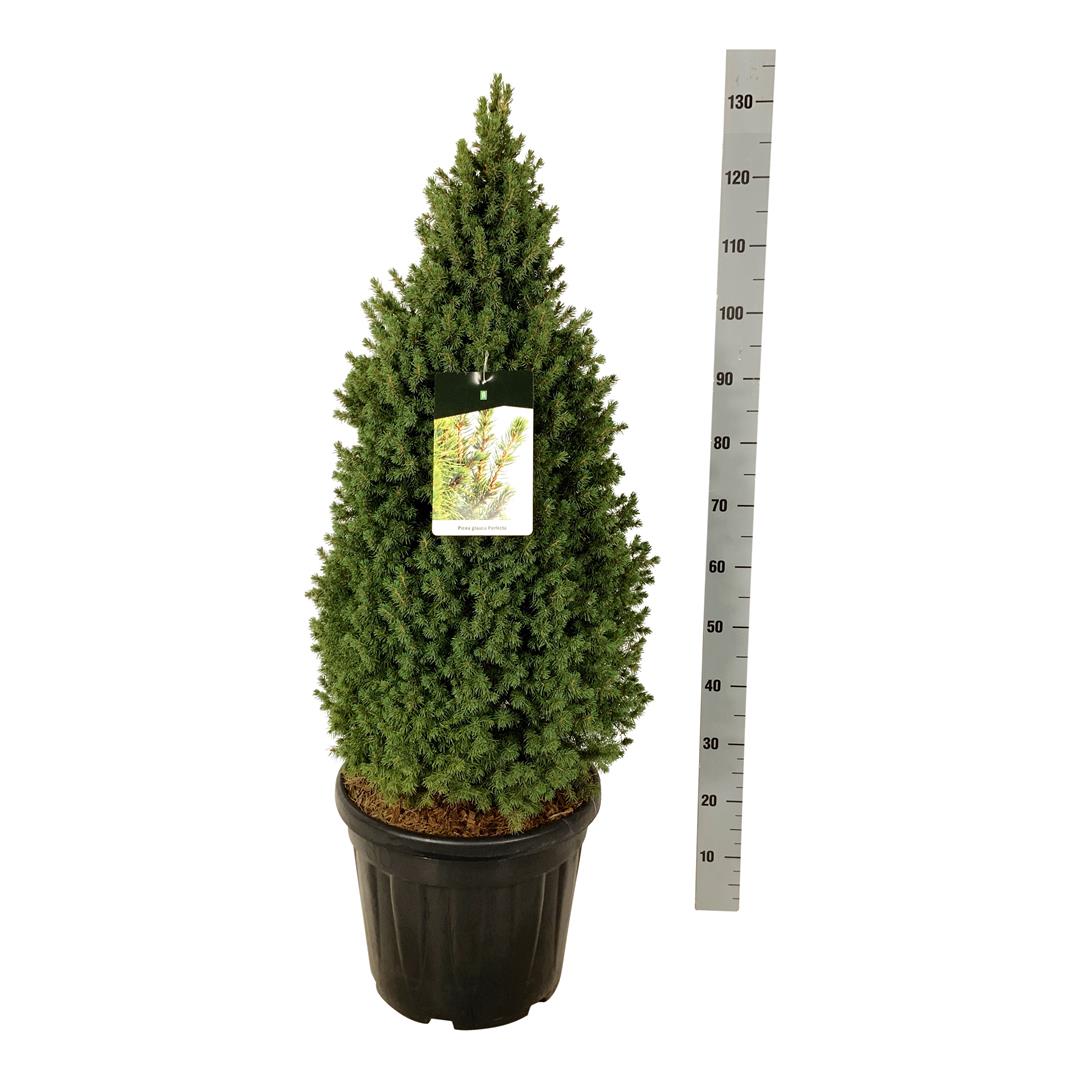 Picea glauca &